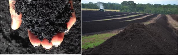 Ancient carbon trick could reduce dairy emissions by 84%