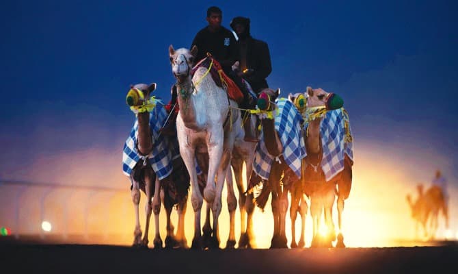 Camel milk set to provide sustenance for Saudi Arabia’s economic transformation