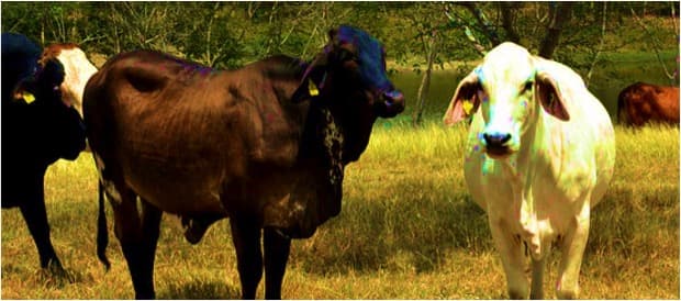 Revolutionizing Dairy Sustainability: Reducing Methane Emissions by 80%