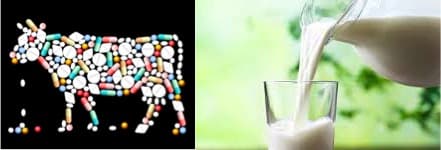 Limiting antibiotics for cows may create a new dairy market