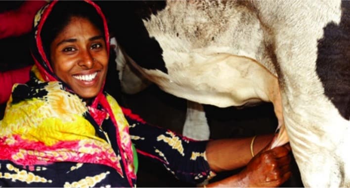 Developing dairy sector in Bangladesh