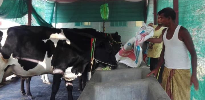 Assam govt identifies land to set up three mega milk plants