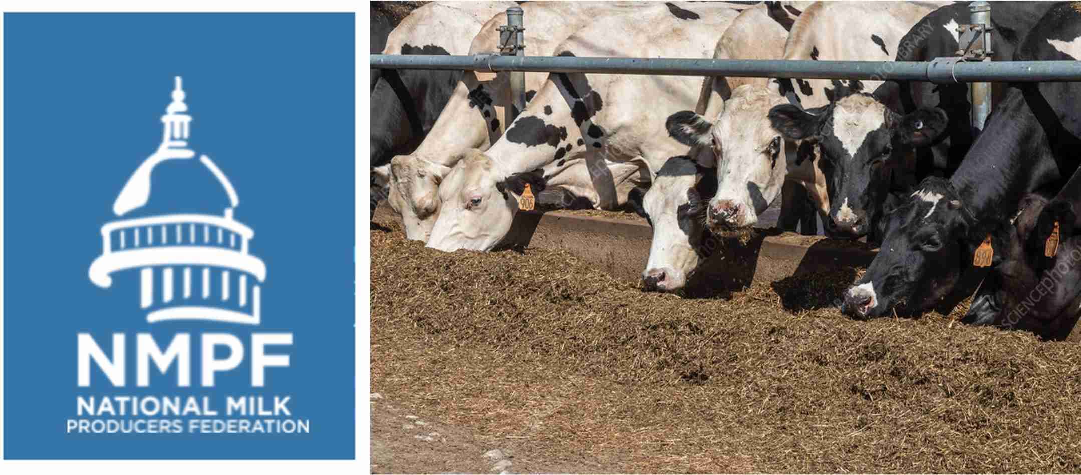 Dairy Market Report Outlook