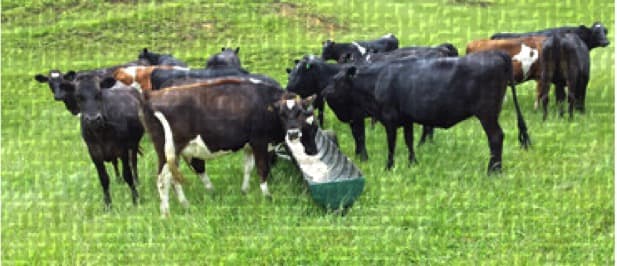 Milk analysis reveals ‘invisible’ disease in dairy cows