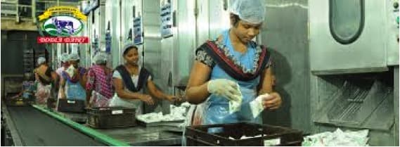 Dodla Dairy’s Q2 Earnings: An Insight into India’s Dairy Industry