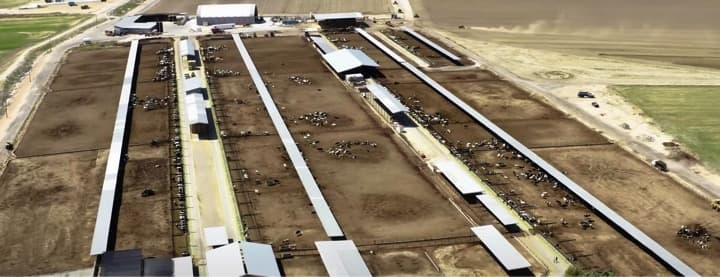 How drones can help dairy farms manage methane emissions