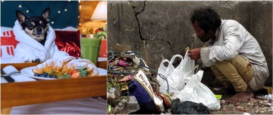 Prevention of Cruelty to Animal Bill-More Freedom to animals than Humans