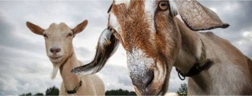 Wageningen University: A Sustainable Perspective For Dairy Goat Farms