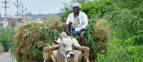 Budget could have paid more attention to fodder