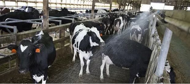 Heat stress crimping summer milk output: Study