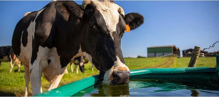 Extreme Heat Is Stressing Cows, Imperiling Global Dairy Supply