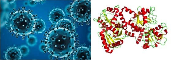 Cow milk protein has Antiviral properties against variants of Covid-19