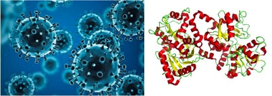 Cow milk protein has Antiviral properties against variants of Covid-19