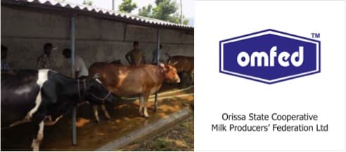 Low milk production, per capita availability in Odisha red flagged