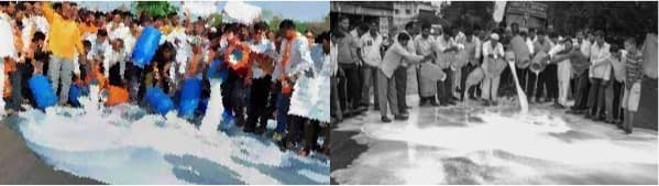 Milk prices are falling because of adulteration in Maharashtra?