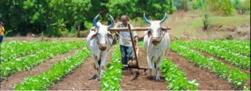 Eying To Cash In The Booming Organic Market Via Cooperatives