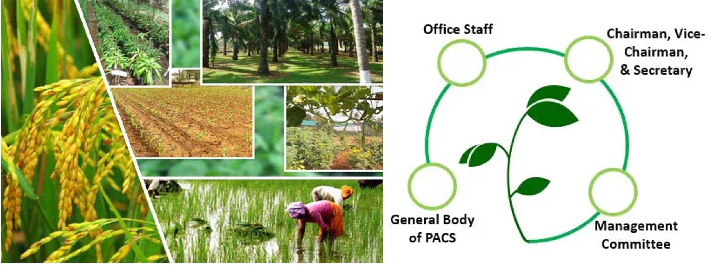 Centre identifies 1.24 lakh panchayats to set up PACS