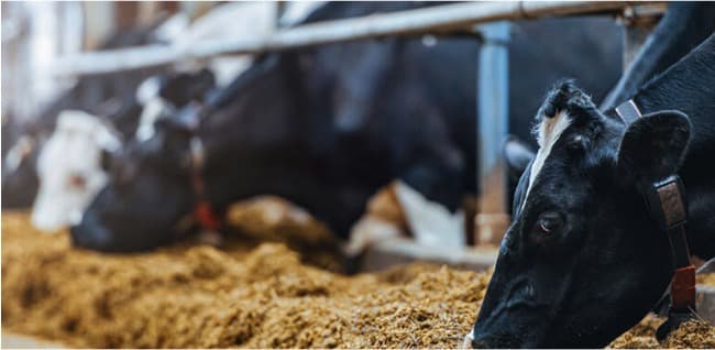 Economics of direct and indirect approaches to reduce methane