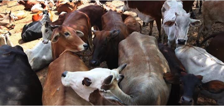 Dairy farmers fed up with ties to Guj, want a milk policy in Rajasthan