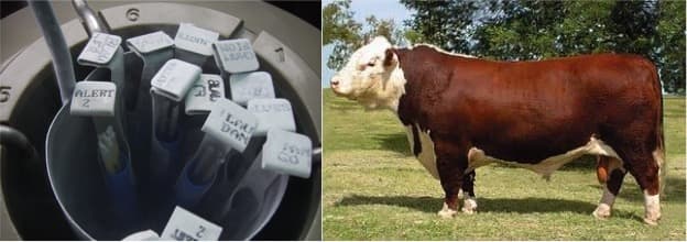 The Latest Sign of Dairy Inflation Is Tanking Sales of Semen