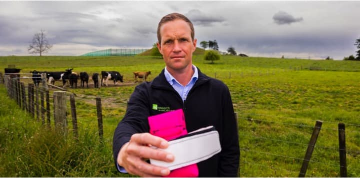 Sensor measures cows’ Nitrogen impact on pasture by urination