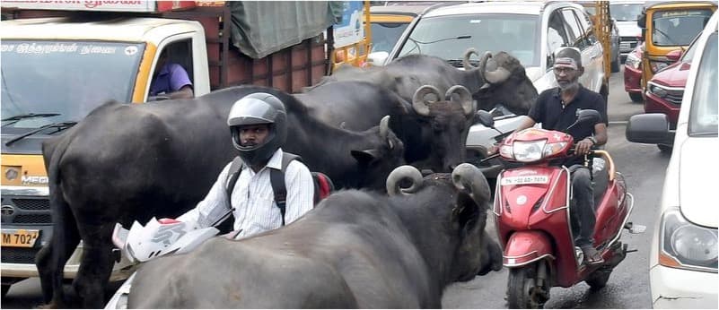 When roads and markets turn bullish: stray cattle harm people