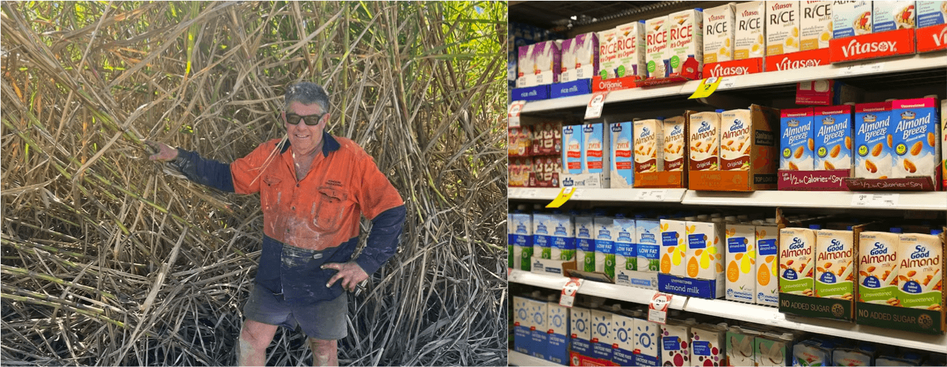 Sugar cane milk may soon be an alternative to dairy