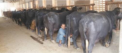 Supporting the Pakistan Dairy Industry