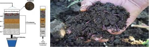 Manure-Eating Worms Could Be the Dairy Industry’s Climate Solution