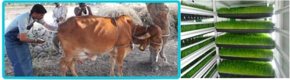 Private sector innovations to improve productivity in Indian cattle