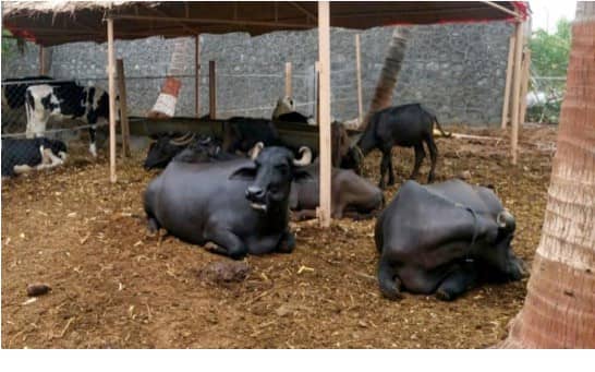 Dairy Farmers , Dairy Products in India : Where does it stands ?
