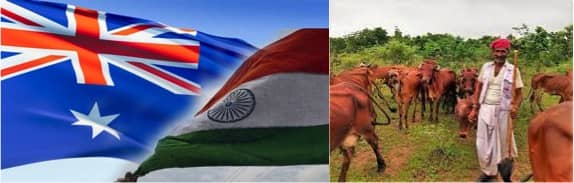 DAIRY NEWS No offer from India to Australia on lowering duties on dairy products