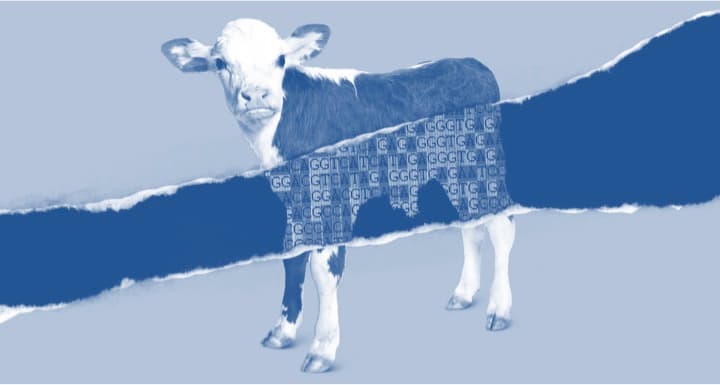 Cows go to the cloud: Indian Dairy sector and tech-innovations