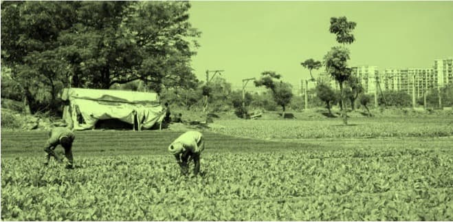The future of the Natural owners of Urban farming in Aarey milk colony