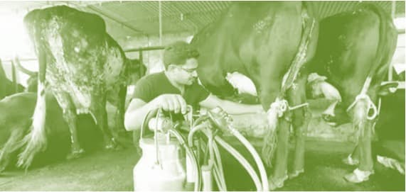 Amul model of 75 % remuneration to milk producers superlative