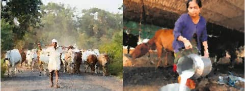 Animal husbandry needs a proper ecosystem with market linkages