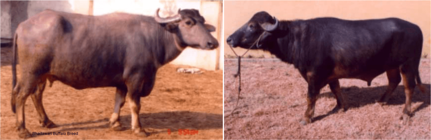 The Fat queen Bhadawari Buffaloes are steadily on decline