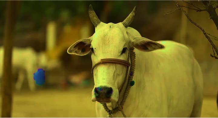 Why Union Budget 2022-23 will help India’s dairy and livestock farmers