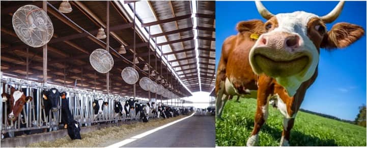 Research explains why cool cows can provide more milk