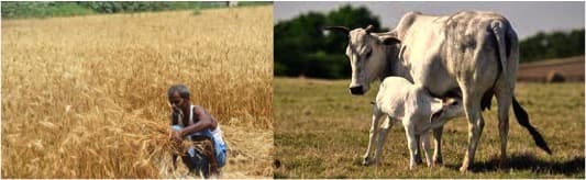 Dairy farmers gained from increased prices but hit by the fodder crisis