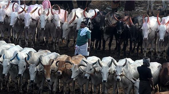 Leveraging livestock to double farmers’ income