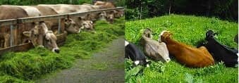 Kerala Takes Steps to Decrease Prices of Cattle Feed