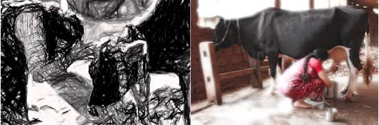 The contrast in the life of a sacred cow and a dairy cow in Indian society