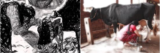 The contrast in the life of a sacred cow and a dairy cow in Indian society