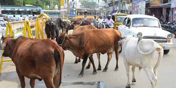 Selective cattle slaughter could be introduced in UP to keep dairy viable