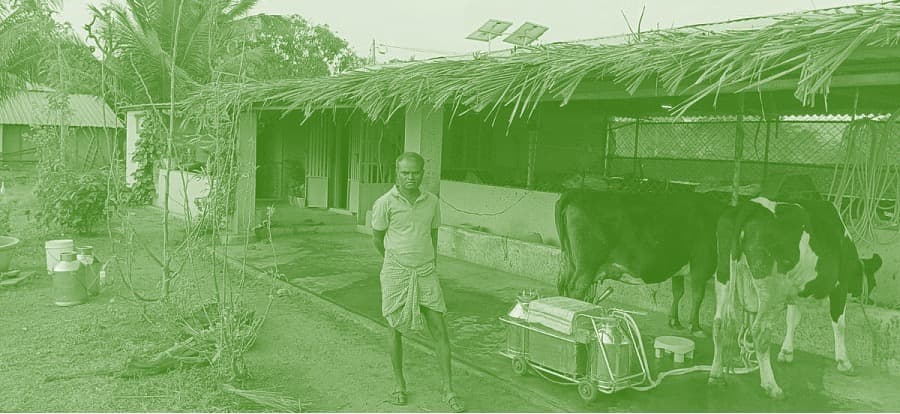 Solar-powered milking machines: Sunny side to dairy products