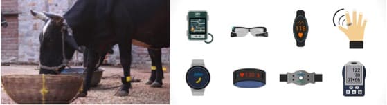 Stellapps created a step counter for cows in 100 B USD wearables market