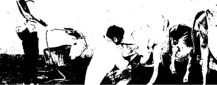 Lumpy skin disease: 1 lakh cattle deaths, toll almost double in 3 weeks