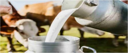 Govt to set up 2 lakh dairy co-operative societies in next 5 years