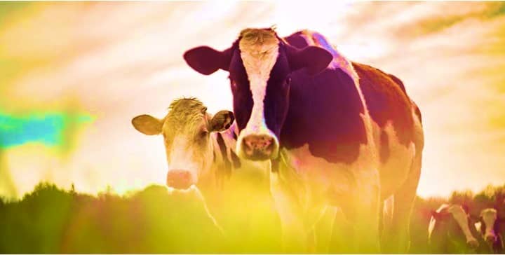 Feeding the world: A dairy perspective